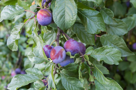 Ripe plums on the branch of the plum tree in an orchard in overcast morningの写真素材