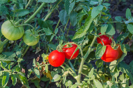 Ripe red and unripe green tomatoes covered with dew on the stems on a field in sunny morningの写真素材