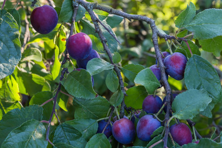 Ripe plums on the branches of the plum tree covered with dew in an orchard in sunny morning, selective focusの写真素材