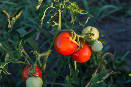 Ripe small red and unripe green tomatoes on the stems on a field on a dark blurred background in sunny morningの写真素材