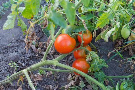 Small ripe red and unripe green tomatoes on the tilted tomato stem on a field against the soil in morning lightの写真素材