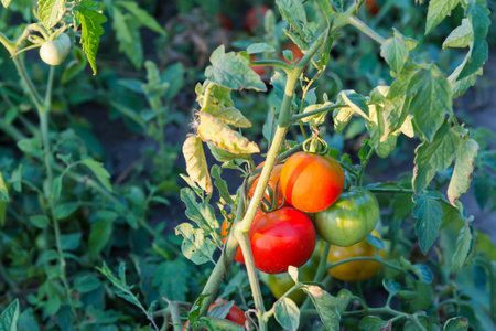 Ripe small red and unripe green tomatoes on the stems on a field in sunny morningの写真素材