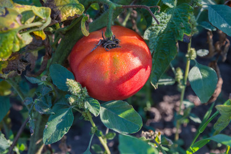 Ripe pink tomato covered with dew on a tomato plant stem on a field in sunny morningの写真素材
