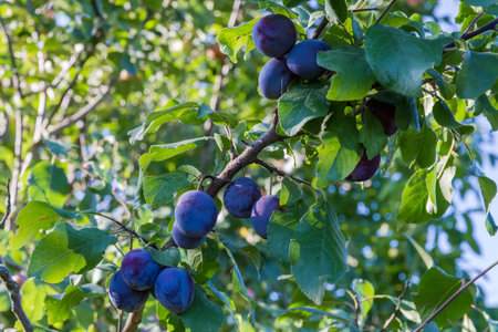Ripe plums on the branch of the plum tree in an orchard on a blurred background  in sunny morningの写真素材