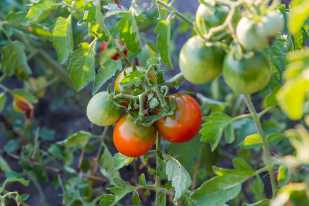 Ripe small red and unripe green tomatoes on the stems on a field in sunny morningの写真素材