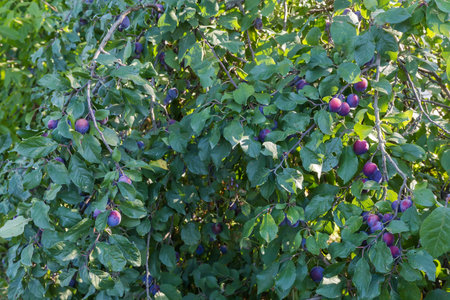Branches of plum tree bent under weight of the ripe fruits in orchard in sunny morningの写真素材