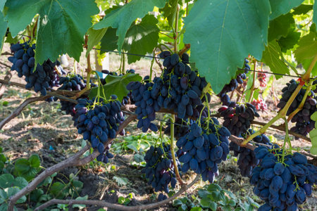Bunches of the blue grape on a vine on the vineyard in sunny morningの写真素材