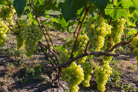Bunches of the white grape on a grapevine on the vineyard in sunny morning, backlitの写真素材