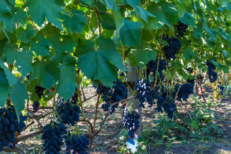 Bunches of the blue grape on a vine on the vineyard in sunny morningの写真素材