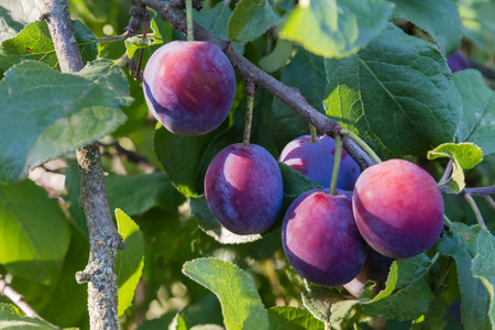 Ripe plums on the branch of the plum tree in an orchard in sunny morning, close-up in selective focusの写真素材