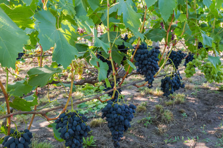 Bunches of the blue grape on a vine on the vineyard in sunny morningの写真素材