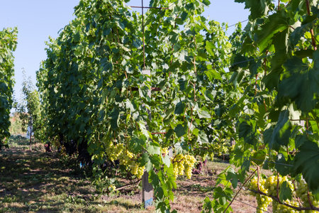 Part of the vineyard with bunches of the white and blue grape on a grapevine in sunny morningの写真素材