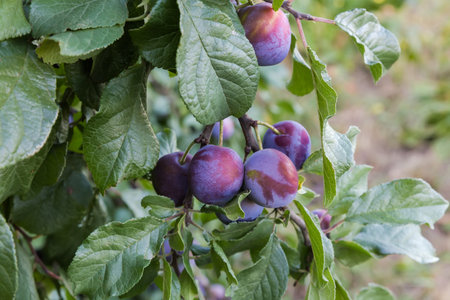 Ripe plums on the branch of the plum tree in an orchard in overcast morning, selective focusの写真素材