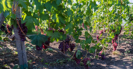 Part of the vineyard with bunches of the pink grape on a grapevine in sunny morningの写真素材