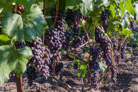 Bunches of the blue-pink grape on a grapevine on the vineyard in sunny morningの写真素材