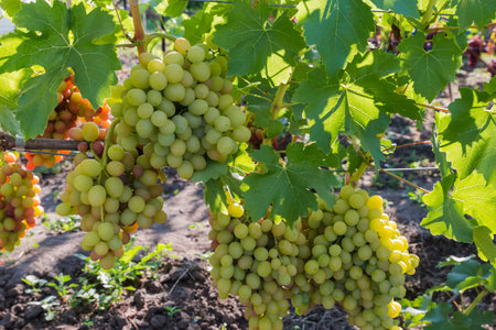 Bunches of the white grape on a grapevine on the vineyard in sunny morning, backlitの写真素材