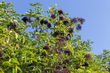 Branches of the elderberry with bunches of the ripe black berries against the clear sky in sunny dayの写真素材