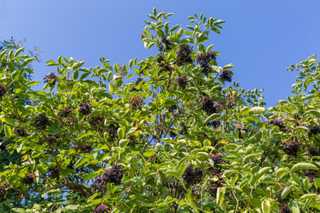 Branches of the elderberry with bunches of the ripe black berries, bottom up view against the clear sky in sunny dayの写真素材