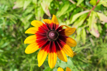 Flower of the Rudbeckia bicolor with yellow-red petals on a blurred background, top view close-up in sunny dayの写真素材