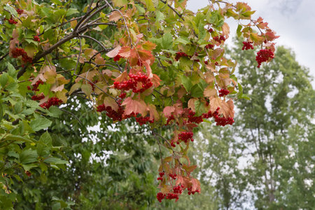 Branches of the viburnum bent under the weight of the bunches of the ripe red berries on a blurred background of the trees and cloudy skyの写真素材