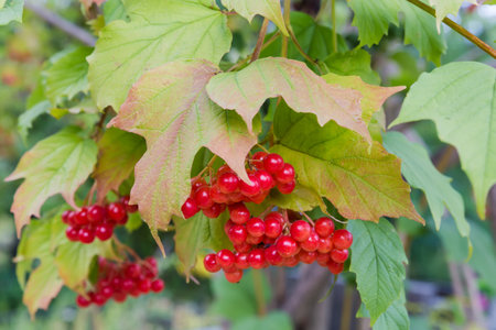 Bunches of the ripe red berries of viburnum among the leaves in overcast day, close-up in selective focusの写真素材