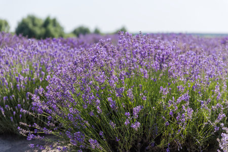 Bushes of the blooming lavender in sunny day on a blurred background at shallow depth of fieldの写真素材