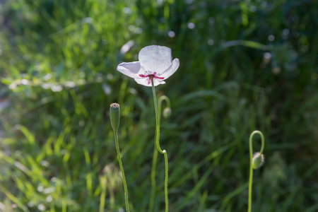 Flower of the wild poppy with white petals on a blurred background of grass in sunny morning backlit, close-upの写真素材