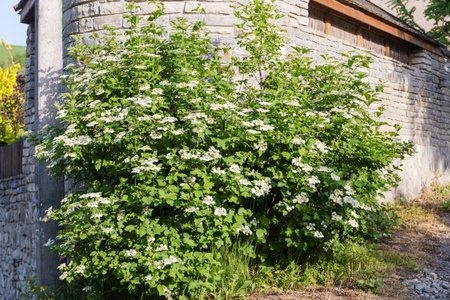 Bush of the blooming viburnum on a background of the stone wall in sunny morningの写真素材