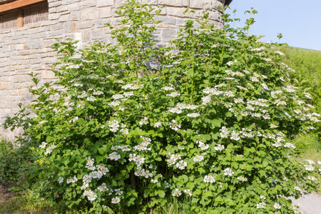 Bush of the blooming viburnum on a background of the stone wall in sunny morningの写真素材