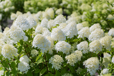 Bushes of blooming cultivated hortensia, cultivar of smooth hydrangea  with panicles of white flowers in sunny day at shallow depth of fieldの写真素材
