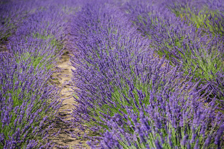 Rows of bushes of the blooming lavender on a field in sunny day at shallow depth of fieldの写真素材