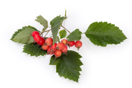 Twig of the hawthorn, species of the Crataegus Coccineae with red fruits and leaves on a white backgroundの写真素材