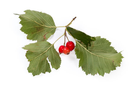 Twig of the hawthorn, species of the Crataegus Coccineae with red fruits and autumn leaves on a white backgroundの写真素材