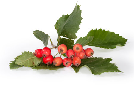 Twig of the hawthorn, species of the Crataegus Coccineae with red fruits and leaves on a white background, side view close-up in selective focusの写真素材