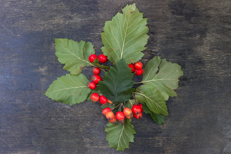 Twigs of the hawthorn, species of the Crataegus Coccineae with red fruits and leaves on the black surface, top viewの写真素材