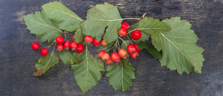 Twigs of the hawthorn, species of the Crataegus Coccineae with red fruits and leaves on the black surface, top panoramic viewの写真素材