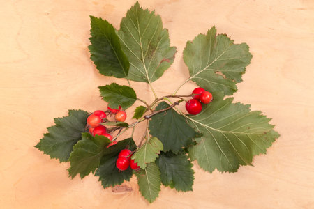 Twigs of the hawthorn, species of the Crataegus Coccineae with red fruits and autumn leaves on a wooden surface, top viewの写真素材