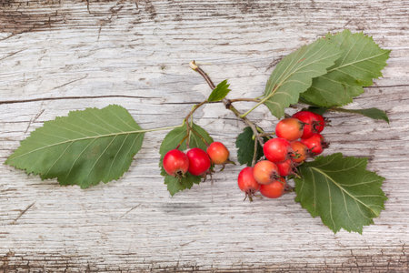 Twig of the hawthorn, species of the Crataegus Coccineae with red fruits and leaves on the old cracked wooden surface, top viewの写真素材