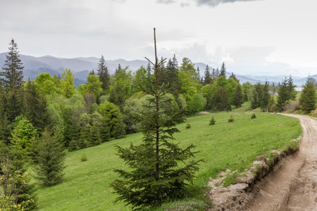 Young spruce growing on a mountain meadow next the dirt road on a background of the distant mountain ridges and cloudy sky at springtime in the Carpathian Mountainsの写真素材