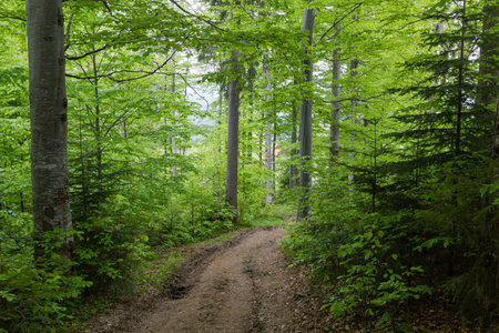Beech forest on mountain slope with dirt road in overcast spring day in the Carpathian Mountainsの写真素材