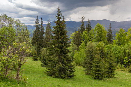 Spruces and other deciduous trees on the mountain slope against the distant mountain ridge and cloudy sky at springtime in the Carpathian Mountainsの写真素材