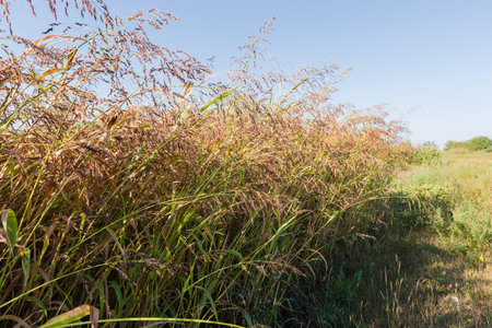 Plants of the Sudan grass with ripening ears on a field in morning light in summerの写真素材