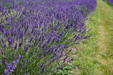 Bushes of the blooming lavender on a field in sunny day, close-up in selective focus