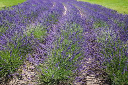 Rows of the bushes of blooming lavender growing on a field in sunny dayの写真素材