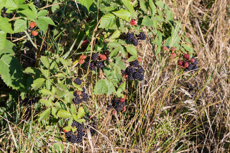 Branches of the cultivated dewberry with clusters of the ripe and unripe berries on a field in sunny morningの写真素材