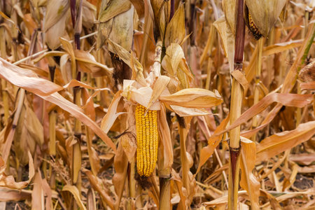 Ripe corn ears on the dry stems close-up against the other stems on the corn field at overcast dayの写真素材