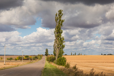 Solitary black poplar on the roadside of a rural asphalt road among the corn fields against the cloudy sky in autumn sunny windy weatherの写真素材