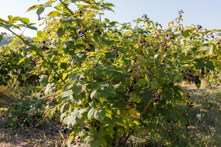 Bush of the cultivated dewberry with clusters of the ripe and unripe berries om a field  in sunny morningの写真素材