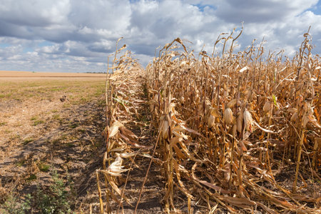 Edge of the corn field with ripe ears on the dry stems against the cloudy sky at windy sunny dayの写真素材