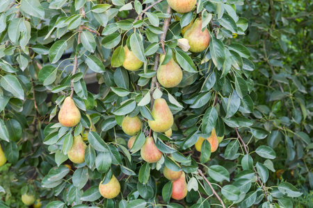 Branches of the pear tree bent under the weight of the ripe fruits in an orchard in evening lightの写真素材